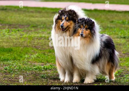 Zwei Grobe сollies Links. Das Rough Collie sitze auf dem Rasen im Park. Stockfoto