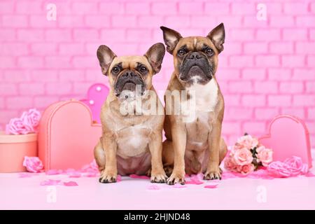 Ein Paar französische Bulldoggen, umraenkt von rosa Valentinstag-Dekoration wie Geschenkboxen und Rosenblumen Stockfoto