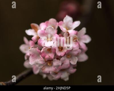 Nahaufnahme von Viburnums Bodnantense 'Charles Lamont' × Winter vor dunklem Hintergrund Stockfoto