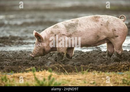 Schwein wird im Freien in natürlicher Umgebung aufgezogen und darf im Schlamm Futter und Wache halten. Ein junges weibliches Schwein oder eine Vergoldung mit Blick nach links. Horizontal. Cop Stockfoto