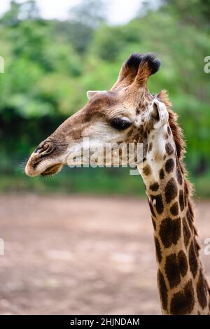 Porträt einer niedlichen Giraffe in der Natur aus der Ferne Stockfoto