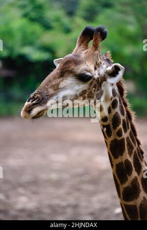 Porträt einer niedlichen Giraffe in der Natur aus der Ferne Stockfoto