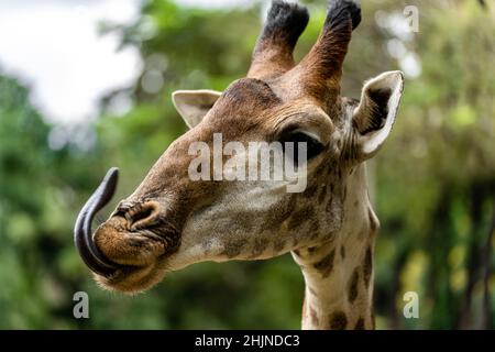 Porträt einer niedlichen Giraffe in der Natur, die mit der Zunge aus der Ferne schaut Stockfoto