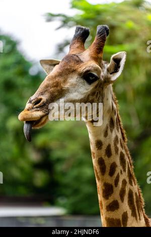 Porträt einer niedlichen Giraffe in der Natur, die mit der Zunge aus der Ferne schaut Stockfoto