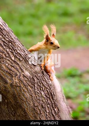 Eichhörnchen im Frühling in Sibirien. Ein junges Eichhörnchen sitzt auf einem Baumstamm. Natur der Region Nowosibirsk, Russland Stockfoto