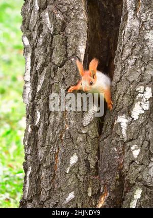 Eichhörnchen im Frühling in Sibirien. Ein junges Eichhörnchen schaut aus einem hohlen Baum. Natur der Region Nowosibirsk, Russland Stockfoto