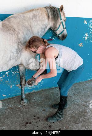 Frau, die den HUF ihres Pferdes mit einer Drahtbürste putzt. Stockfoto