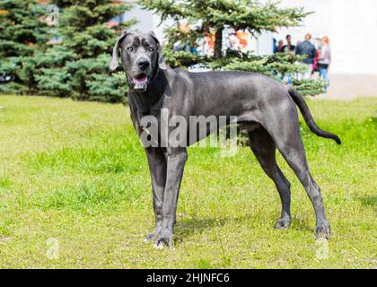 Die großartige Dänin schaut beiseite. Die blaue Farbe Dogge ist auf dem Gras. Stockfoto