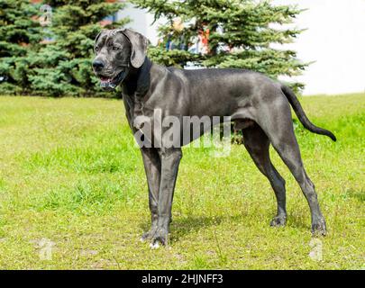 Toller Däne-Look. Die blaue Farbe Dogge ist auf dem Gras. Stockfoto