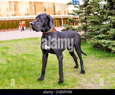Toller Däne. Die Dogge liegt auf dem Gras. Stockfoto
