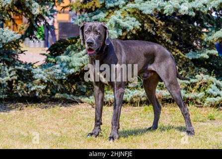 Great Dane steht. Die blaue Farbe Dogge steht auf dem Gras im Park. Stockfoto