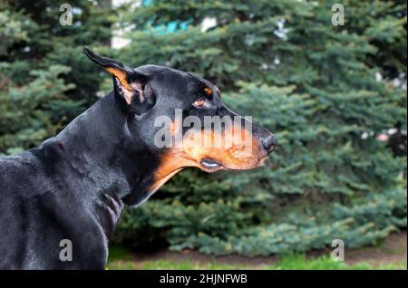 Dobermann Pinscher Porträt. Der Dobermann Pinscher liegt auf dem grünen Rasen im Park. Stockfoto