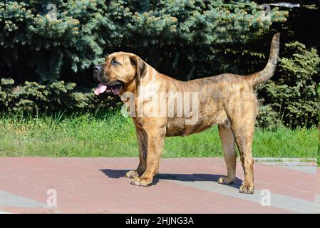 Canary Mastiff im Profil. Der Kanarenmastiff befindet sich im Stadtpark. Stockfoto