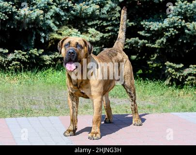 Dogo Canario blickt nach vorne. Das Dogo Canario befindet sich im Stadtpark. Stockfoto