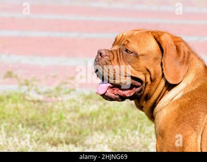 Porträt der Dogue de Bordeaux. Die Dogue de Bordeaux befindet sich im Stadtpark. Stockfoto