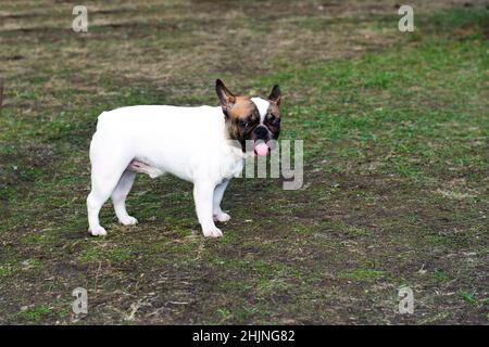 Französische Bulldogge mit Zunge. Die französische Bulldogge befindet sich im Park. Stockfoto