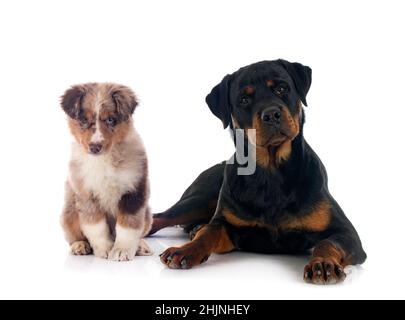 Miniatur American Shepherd und Rottweiler vor weißem Hintergrund Stockfoto