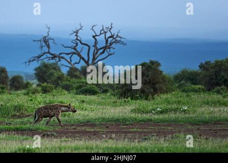 Gelbbrustbarbet - Trachyphonus margaritatus, wunderschön gefärbter Barbet aus afrikanischen Büschen und Savannen, Tsavo East, Kenia. Stockfoto