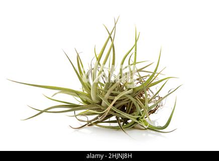 tillandsia Pflanze vor weißem Hintergrund Stockfoto