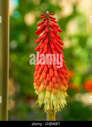 Flower of a Red Hot Poker - kniphofia Stockfoto