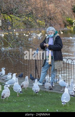 Alte Frau, die die Möwenschar füttert, St. Stephen’s Green City Park, im Hintergrund verschwommener kleiner See mit schwimmenden Möwen, Dublin, Irland Stockfoto