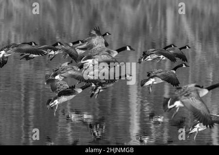 Kanadagänse (Branta canadensis) kommen auf den Bodenham Lake Herefordshire UK. Januar 2022. Stockfoto