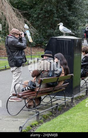 Der Fotograf fotografiert eine sitzende Möwe, St. Stephen’s Green Park, Urban, Street Photography, Dublin, Irland Stockfoto