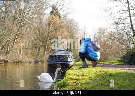 Frau, die sich auf dem Abschleppweg des britischen Kanals hockend hinunterhockend, um den stummen Schwan zu sehen, der im Kanalwasser schwimmt. Stockfoto