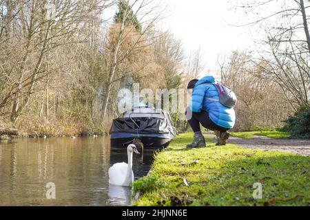 Frau, die sich auf dem Abschleppweg des britischen Kanals hockend hinunterhockend, um den stummen Schwan zu sehen, der im Kanalwasser schwimmt. Stockfoto