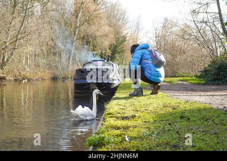 Frau, die sich auf dem Abschleppweg des britischen Kanals hockend hinunterhockend, um den stummen Schwan zu sehen, der im Kanalwasser schwimmt. Stockfoto