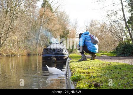 Frau, die sich auf dem Abschleppweg des britischen Kanals hockend hinunterhockend, um den stummen Schwan zu sehen, der im Kanalwasser schwimmt. Stockfoto