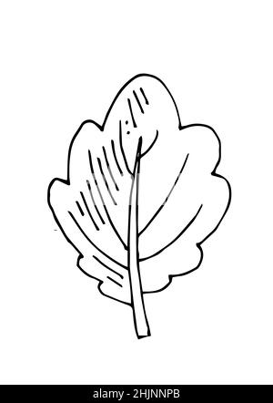 Baumblatt. Handzeichnung Umriss. Skizze isoliert auf weißem Hintergrund. Vektor Stock Vektor
