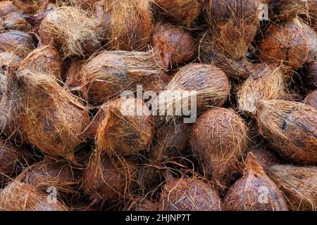 Haufen Kokosnüsse, Cocos nucifera, ausgestellt auf einem Marktstand in Southall, Middlesex Stockfoto