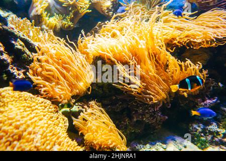Unterwasserwelt mit Korallen und Fischen. Seeanemonen. Stockfoto
