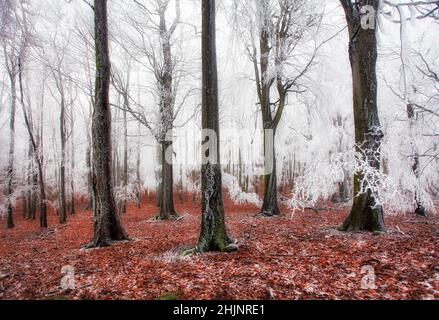 Wald im Winter mit gefrorenen Bäumen Stockfoto