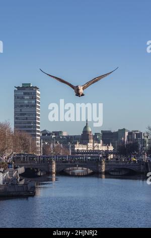 Seagull greift den Fotografen der O'Connell Bridge an - Road Bridge über den Liffey in Dublin, spektakuläre Aussicht, Action im Sonnenlicht, Dublin, Irland Stockfoto