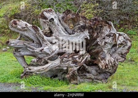 Ein knarriger Teil des Treibholzes im Bullards Beach State Park in Oregon, USA Stockfoto