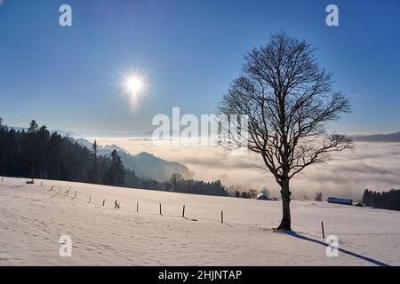 Sonnenuntergang im verschneiten Bregenzer Wald in Vorarlberg, Österreich mit spektakulärem Blick auf den Saentis über einem Nebelmeer, Schweiz, Sulzberg, Austr Stockfoto