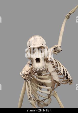 Weibliches Gorilla Tierskelett auf grauem Hintergrund Stockfoto
