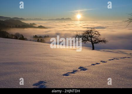 Sonnenuntergang im verschneiten Bregenzer Wald in Vorarlberg, Österreich mit spektakulärem Blick auf den Saentis über einem Nebelmeer, Schweiz, Sulzberg, Austr Stockfoto