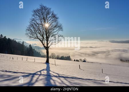 Sonnenuntergang im verschneiten Bregenzer Wald in Vorarlberg, Österreich mit spektakulärem Blick auf den Saentis über einem Nebelmeer, Schweiz, Sulzberg, Austr Stockfoto