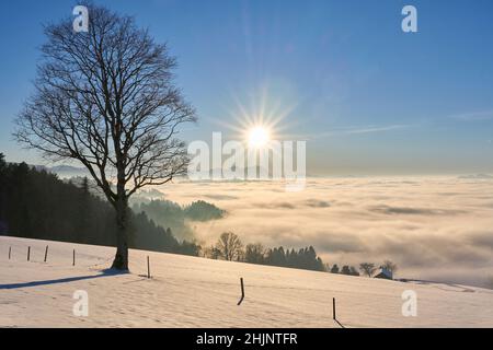 Sonnenuntergang im verschneiten Bregenzer Wald in Vorarlberg, Österreich mit spektakulärem Blick auf den Saentis über einem Nebelmeer, Schweiz, Sulzberg, Austr Stockfoto