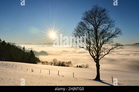 Sonnenuntergang im verschneiten Bregenzer Wald in Vorarlberg, Österreich mit spektakulärem Blick auf den Saentis über einem Nebelmeer, Schweiz, Sulzberg, Austr Stockfoto