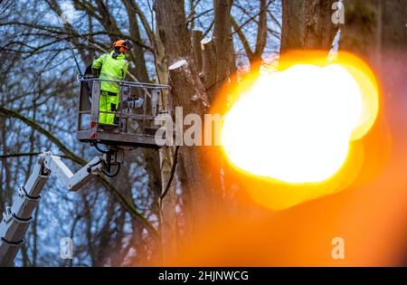 Friedrichsmoor, Deutschland. 31st Januar 2022. Mitarbeiter der Straßenpflege und Baumpflegeunternehmen entfernen lockere Äste und umgestürzte Bäume von einer Straße, die im Landschaftsschutzgebiet Lewitz noch geschlossen ist. Am 29./30. Januar 2022 verursachte der Sturm „Nadia“ zahlreiche Feuerwehreinsätze im Norden und hinterließ schwere Schäden an Gebäuden und in Waldgebieten. Quelle: Jens Büttner/dpa-Zentralbild/dpa/Alamy Live News Stockfoto
