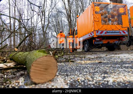 Friedrichsmoor, Deutschland. 31st Januar 2022. Mitarbeiter der Straßenpflege und Baumpflegeunternehmen entfernen lockere Äste und umgestürzte Bäume von einer Straße, die im Landschaftsschutzgebiet Lewitz noch geschlossen ist. Am 29./30. Januar 2022 verursachte der Sturm „Nadia“ zahlreiche Feuerwehreinsätze im Norden und hinterließ schwere Schäden an Gebäuden und in Waldgebieten. Quelle: Jens Büttner/dpa-Zentralbild/dpa/Alamy Live News Stockfoto
