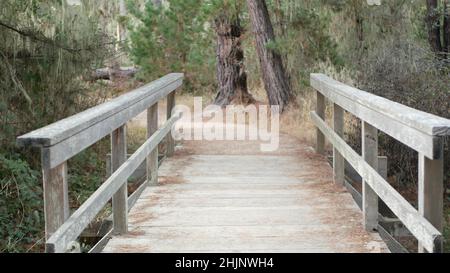 Pfad in Wald oder Wald, Wanderweg oder Fußwege in Hain oder Wald, Point Lobos, Kalifornien, USA. Pfad oder Laufsteg. Nadelbäume, Lace Flechten Moos hängen. Hölzerne Fußgängerbrücke oder Brücke. Stockfoto