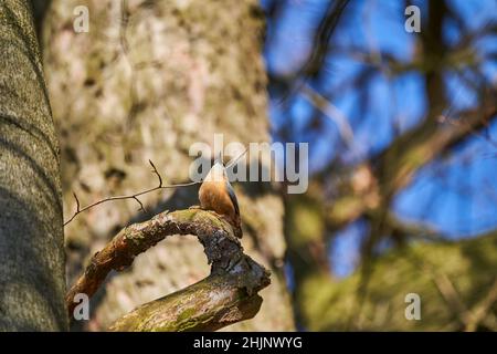 Der eurasische Nuthatch oder Holznuthatch, Sitta europae, ist ein kleiner Singvögel Kurzschwanzvögel mit einem langen Schnabel, blaugrauen Oberteilen und einem schwarzen Stockfoto