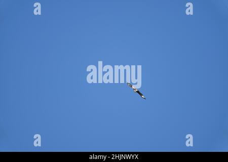 Buteo oder Buzzard, ziemlich große Greifvögel mit einem robusten Körper und breiten Flügeln, die hoch in den blauen Himmel ragen und nach Beute suchen Stockfoto