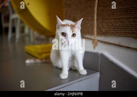 Katze kratzt und beißt.Krallen auf dem Kratzbaum Stockfoto