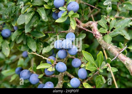 Schlehdorn (Prunus spinosa) in Früchten mit Schlehbeeren. Stockfoto